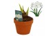 Hippeastrum Hippeastrum Akiko terracotta 15 cm2 tak/plnt 