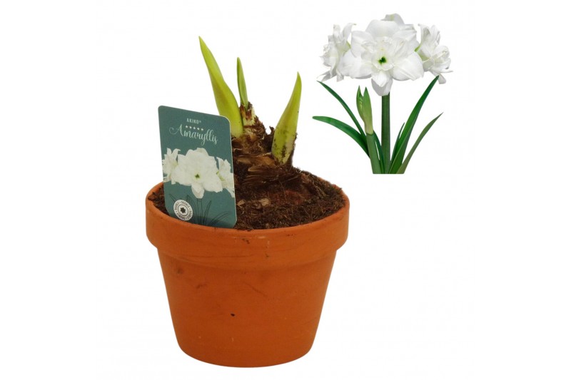 Hippeastrum Hippeastrum Akiko terracotta 15 cm2 tak/plnt 