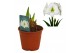 Hippeastrum Hippeastrum Denver 3 knop3 tak/plnt 