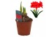 Hippeastrum Hippeastrum Double Delicious dubbelbloemig2 tak/plnt 