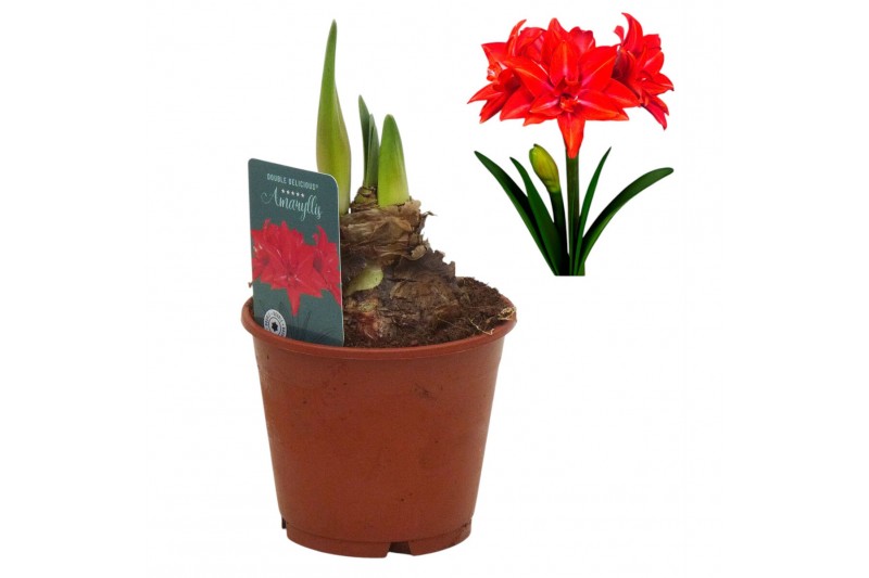 Hippeastrum Hippeastrum Double Delicious dubbelbloemig2 tak/plnt 