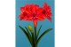 Hippeastrum Hippeastrum Double Delicious dubbelbloemig2 tak/plnt 