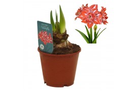 Hippeastrum Hippeastrum Happy Nymph dubbelbloemig2 tak/plnt