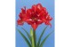 Hippeastrum Hippeastrum Happy Nymph dubbelbloemig2 tak/plnt 
