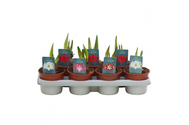 Hippeastrum Hippeastrum Regular mix 2 knop2 tak/plnt 