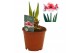 Hippeastrum Hippeastrum Stardust exclusief2 tak/plnt 