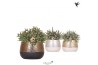Rhipsalis mix Kolibri Greens Rhipsalis mix in Elite pot mix1 pp