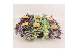 Tradescantia mix Tradescantia gemengd 12cm 10 - 14  cm