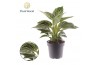 Philodendron birkin Philodendron Birkin 1 pp