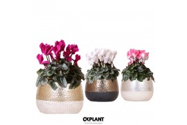 Cyclamen pers. midi Cyclamen mix in Elite pot mix 25 cm diameter 1 pp 