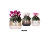 Cyclamen pers. midi Cyclamen mix in Elite pot mix 25 cm diameter 1 pp 