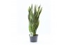 Sansevieria trifasciata laurentii Sansevieria trifasciata Laurentii 12