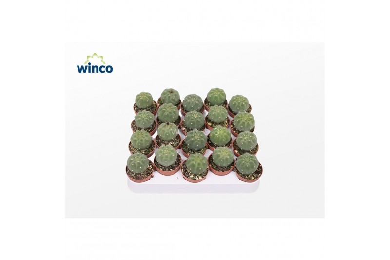 Cactus Matucana Madisoriun 