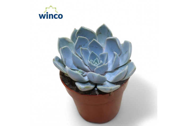 Echeveria Echeveria Snowbunnyoverige bl. 