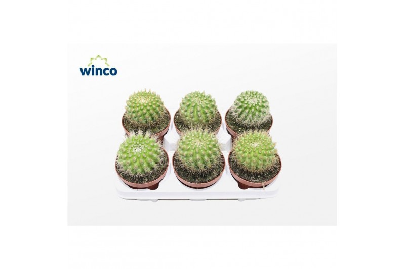 Cactus/succulent parodia scopa Parodia Penicillata 