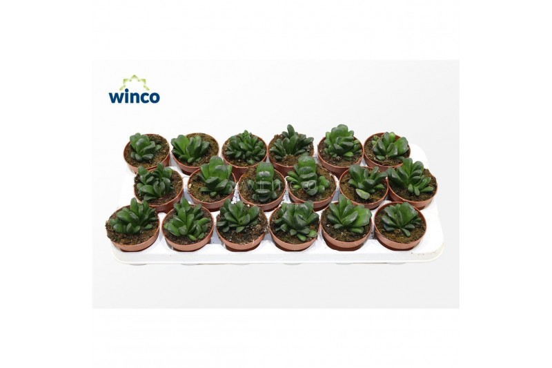 Haworthia Haworthia Maughanii X Truncata1 pp 15 