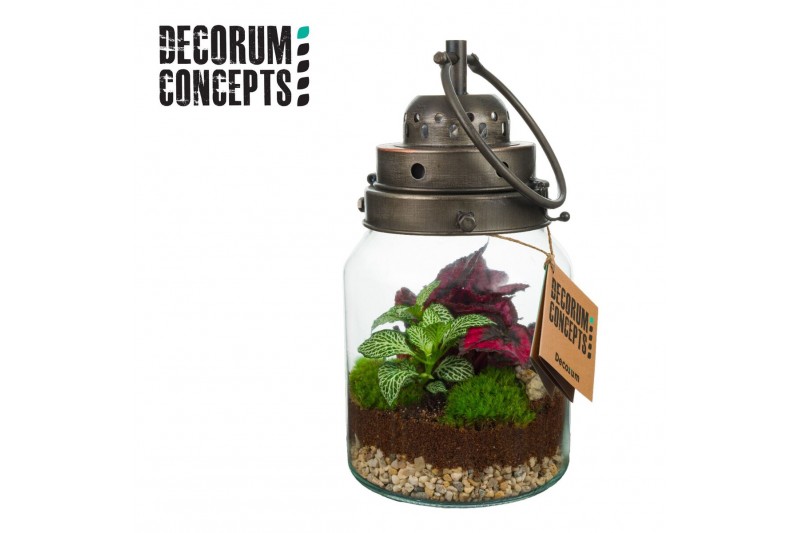 Arrangementen kamerplanten Terrarium Stormlamp (Decorum concepts) 1 pp 
