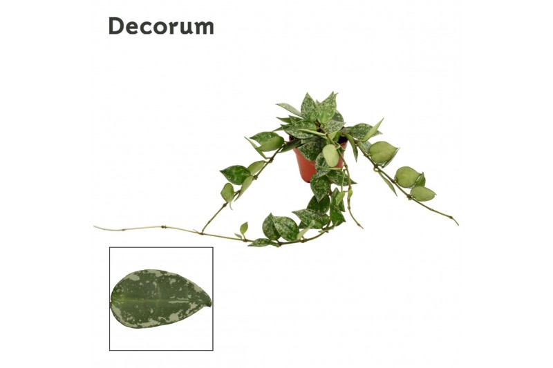 Hoya krohniana splash Hoya krohniana 6 cm Splash Decorum 2.5 - 4.9  cm 