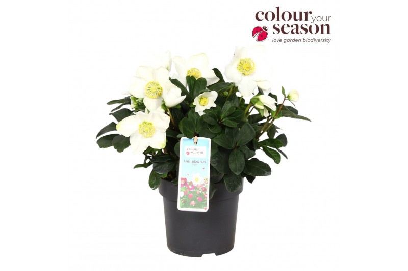 Helleborus niger christmas carol Helleborus Niger Christmas Carol P15  