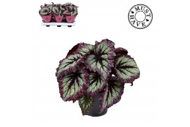 Begonia blad Bladbegonia Rex Fireworks Must Have1 pp