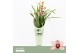 Cymbidium Cymbidium, Dwarf Pink 2-spike Orchid Collection Potcover 2 t 