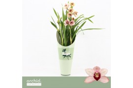 Cymbidium Cymbidium, Dwarf Pink 2-spike Orchid Collection Potcover 2 t