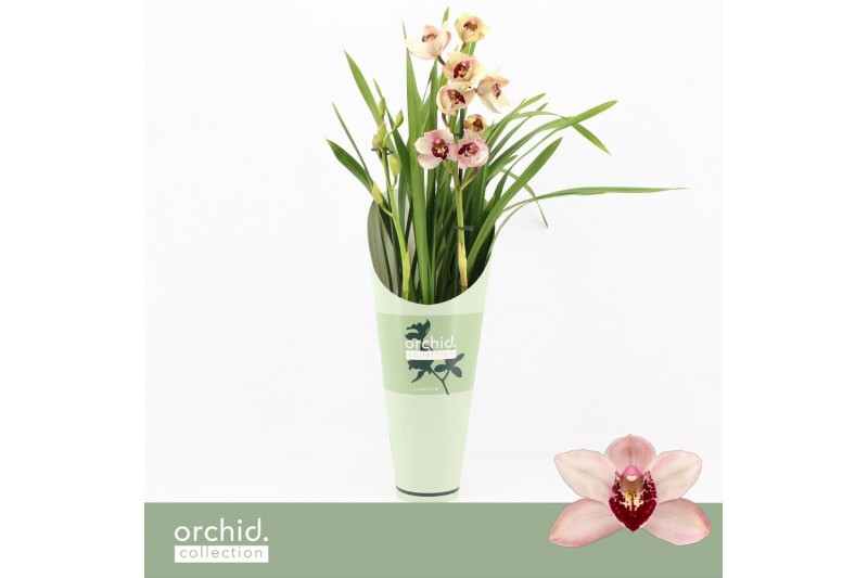 Cymbidium Cymbidium, Dwarf Pink 2-spike Orchid Collection Potcover 2 t 