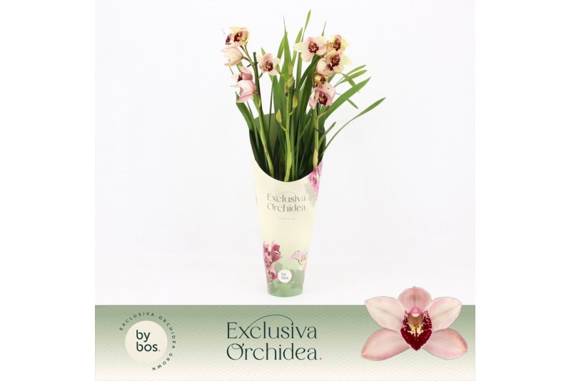 Cymbidium Cymbidium, Dwarf Pink 3-spike Exclusiva Orchidea Potcover 3  