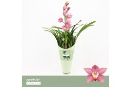 Cymbidium Cymbidium, Maria 1-spike Orchid Collection Potcover 1 tak/pl