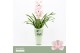 Cymbidium Cymbidium, Pink Bell 1-spike Orchid Collection Potcover 1 ta 