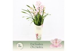 Cymbidium Cymbidium, Pink Bell 3-spike Exclusiva Orchidea Potcover 3 t
