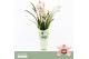 Cymbidium Cymbidium, Pretty Pink 2-spike Orchid Collection Potcover 2  