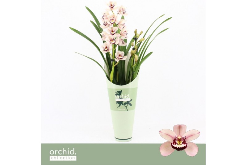 Cymbidium Cymbidium, Pretty Pink 2-spike Orchid Collection Potcover 2  
