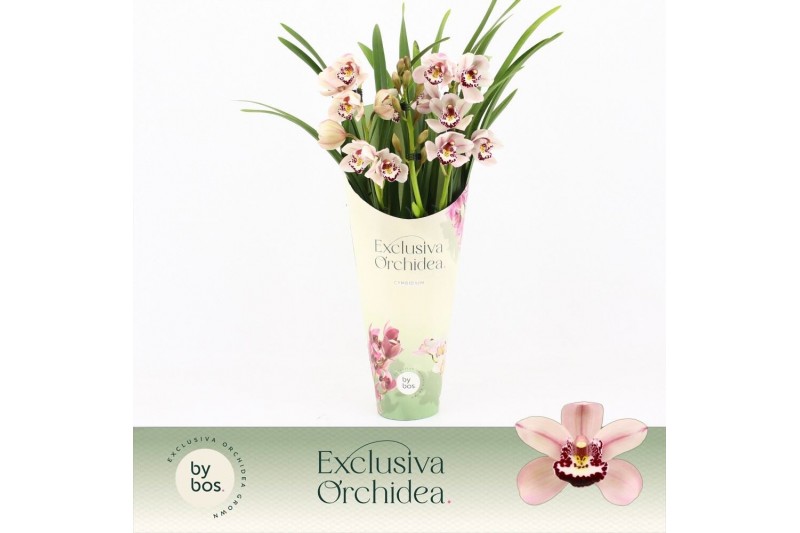 Cymbidium Cymbidium, Pretty Pink 3-spike Exclusiva Orchidea Potcover 3 