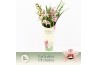 Cymbidium Cymbidium, Pretty Pink 4-spike Exclusiva Orchidea Potcover 4