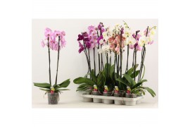 Phalaenopsis mix Phalaenopsis 2 tak A2 12 bl. 2 tak/plnt