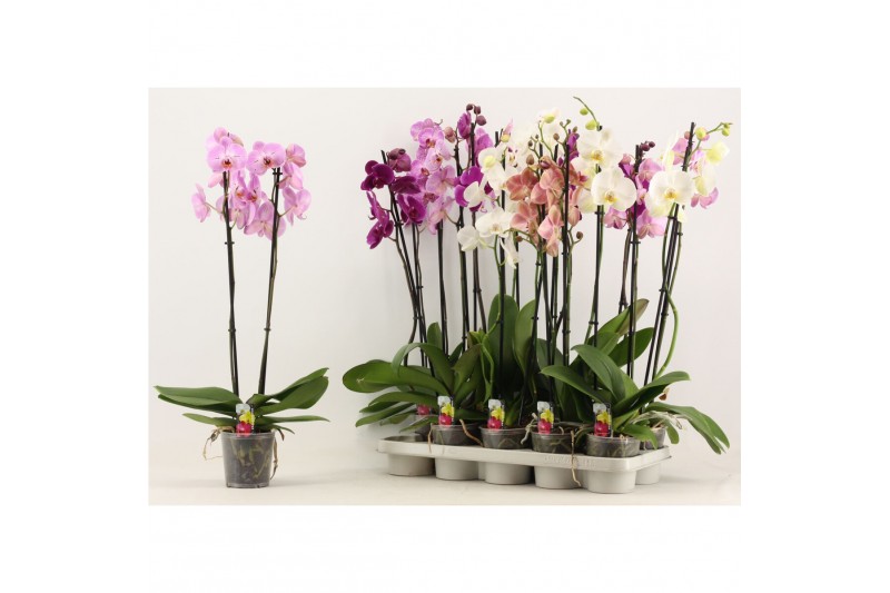 Phalaenopsis mix Phalaenopsis 2 tak A2 12 bl. 2 tak/plnt 