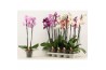 Phalaenopsis mix Phalaenopsis 2 tak A2 12 bl. 2 tak/plnt