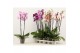 Phalaenopsis mix Phalaenopsis 2 tak A2 12 bl. 2 tak/plnt 
