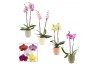 Phalaenopsis mix Phalaenopsis 2 tak 14+ mix in Pato (Deco-collection) 