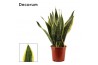Sansevieria trifasciata futura superba Sansevieria Superba 17 cm (Deco