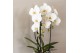 Phalaenopsis elegant cascade Kolibri Orchids Cascade Niagara Fall whit 