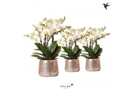 Phalaenopsis multiflora anthura lausanne Kolibri Orchids Phalaenopsis 