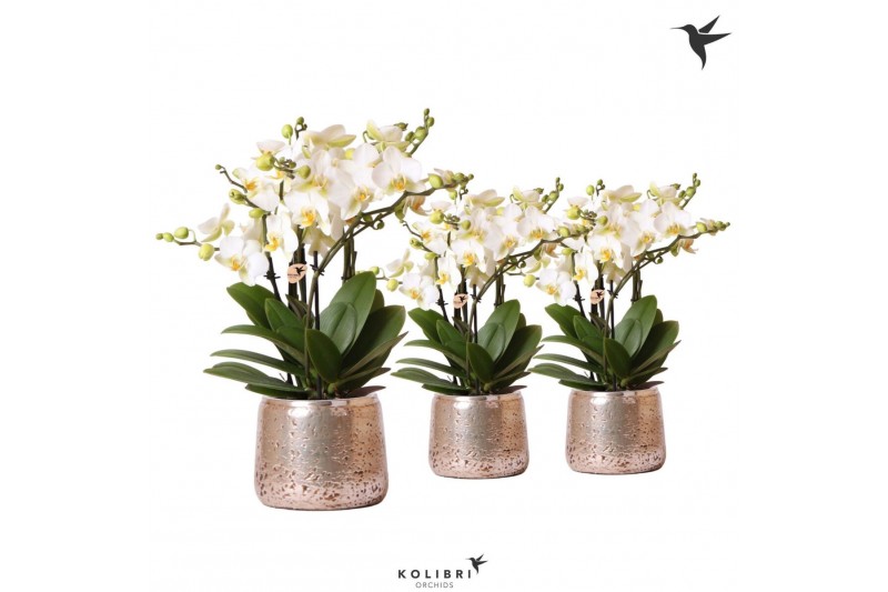 Phalaenopsis multiflora anthura lausanne Kolibri Orchids Phalaenopsis  