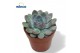 Echeveria Echeveria Pulidonis Grey1 bl. 