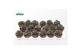 Echeveria Echeveria Melaco1 bl.