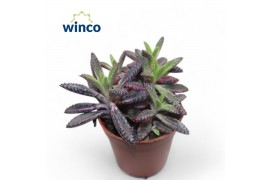 Kalanchoe daigremontiana Kalanchoe Daigremontiana Pinkoverig pp 12