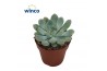 Echeveria Echeveria Morning Dew1 bl.