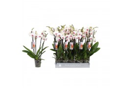 Phalaenopsis wit red lips Phalaenopsis Red lip 4-spike 25+ 25 bl. 4 ta