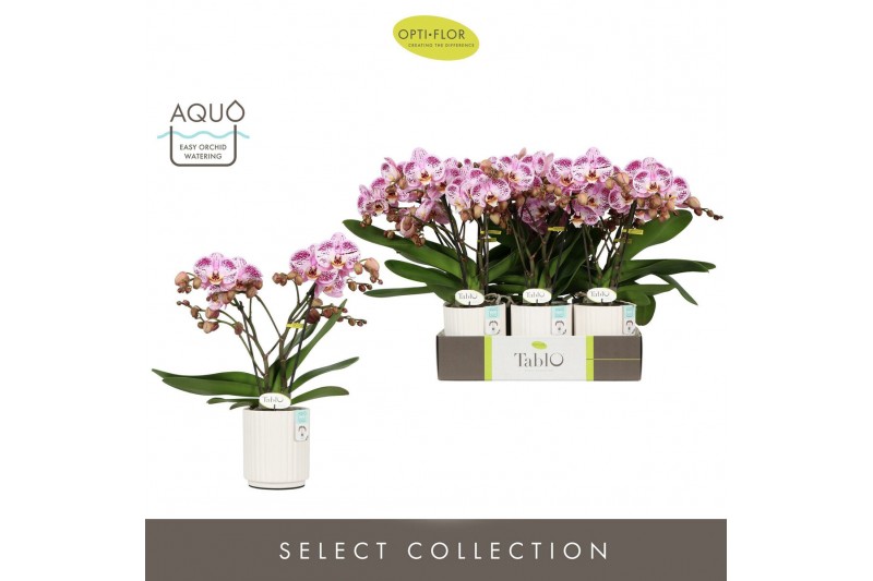 Phalaenopsis roze Tablo Bellini 2 spike in Molise White Aquo 25 bl. 2  